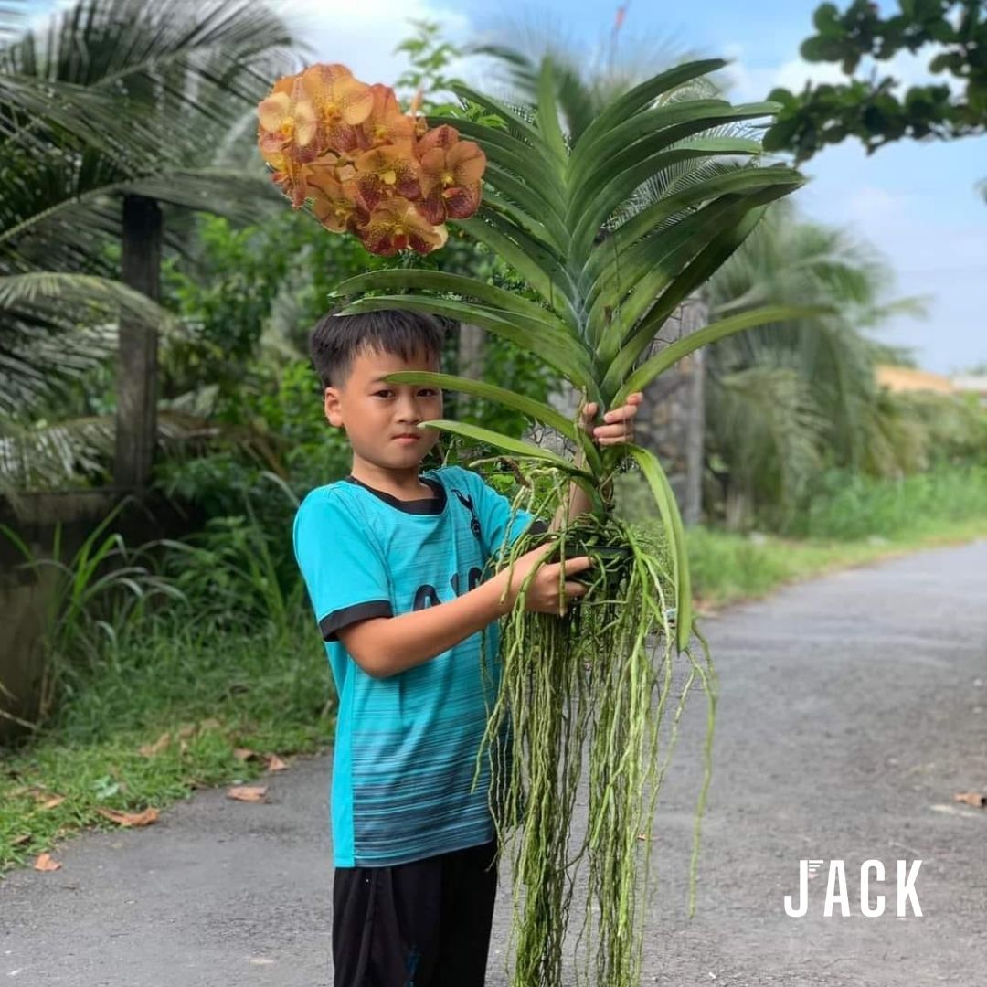 Lan Vanda Cam Đỏ - Bông To Đẹp Size Khủng Long
