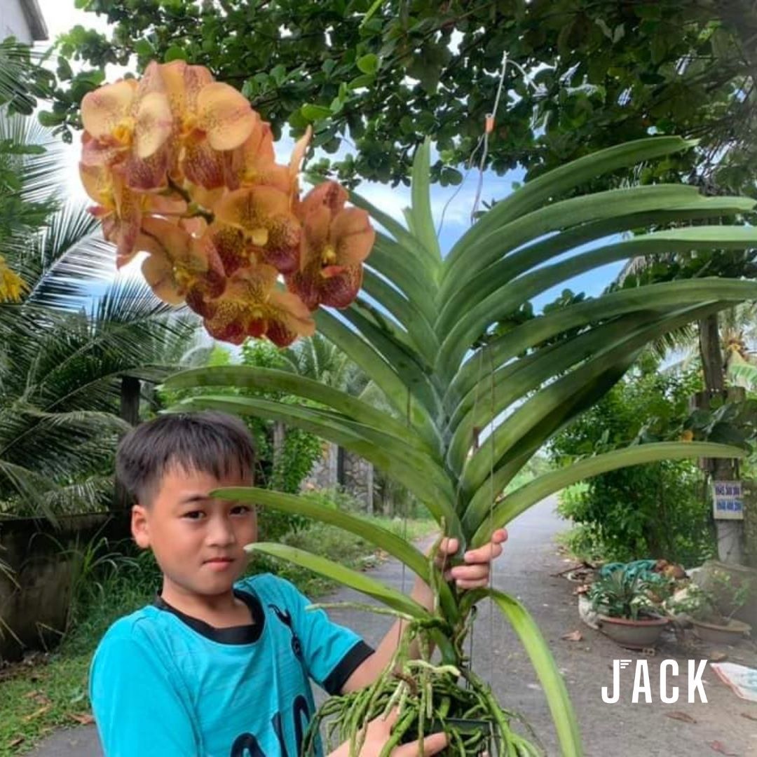 Lan Vanda Cam Đỏ - Bông To Đẹp Size Khủng Long