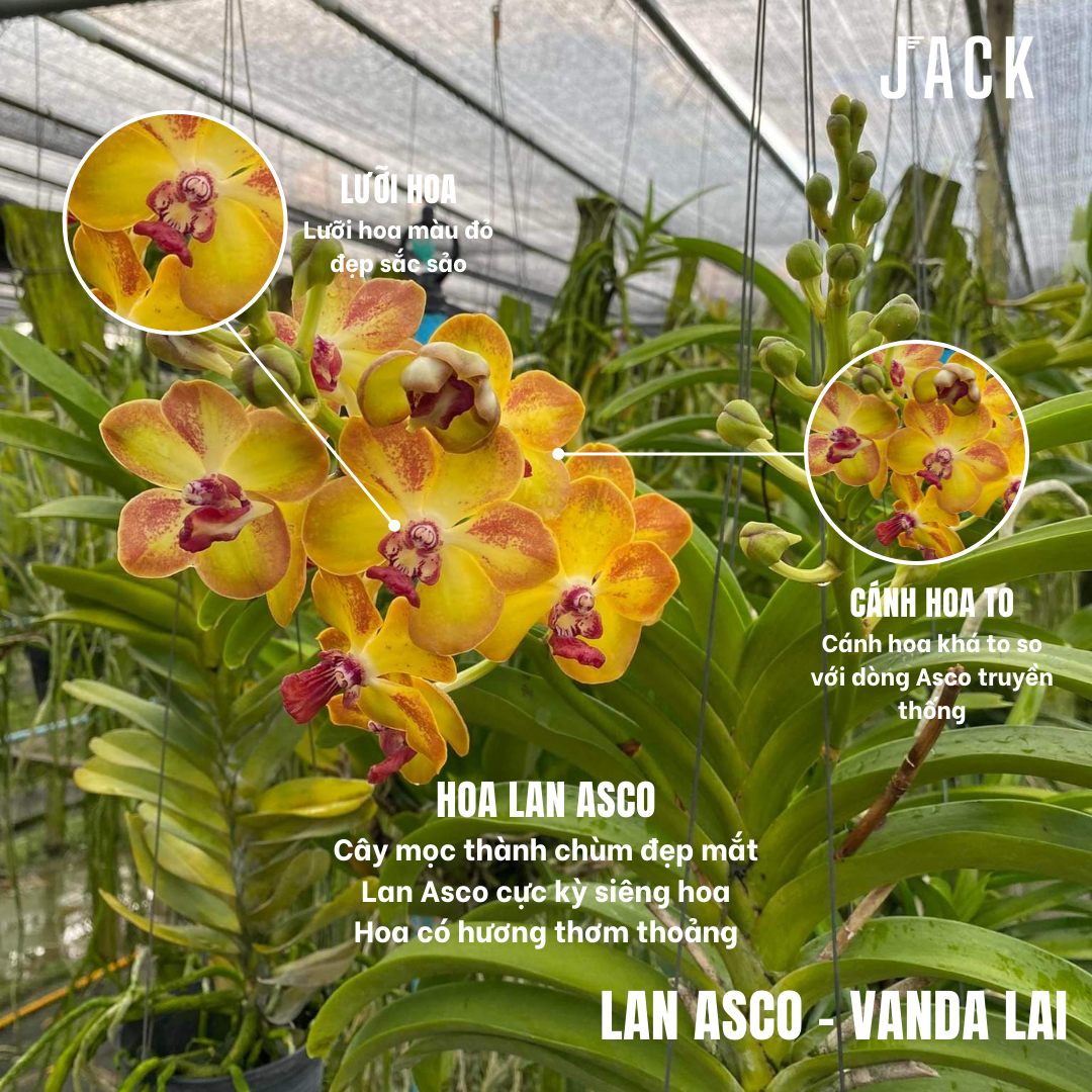 Asco Vàng - Vanda Lai Ngọc Điểm Thơm