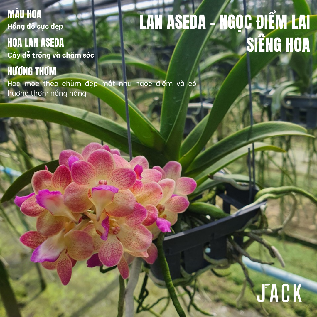 Lan Asco Ngọc Điểm Lai Màu Hồng Cánh Sen - Cực Siêng Hoa Và Thơm