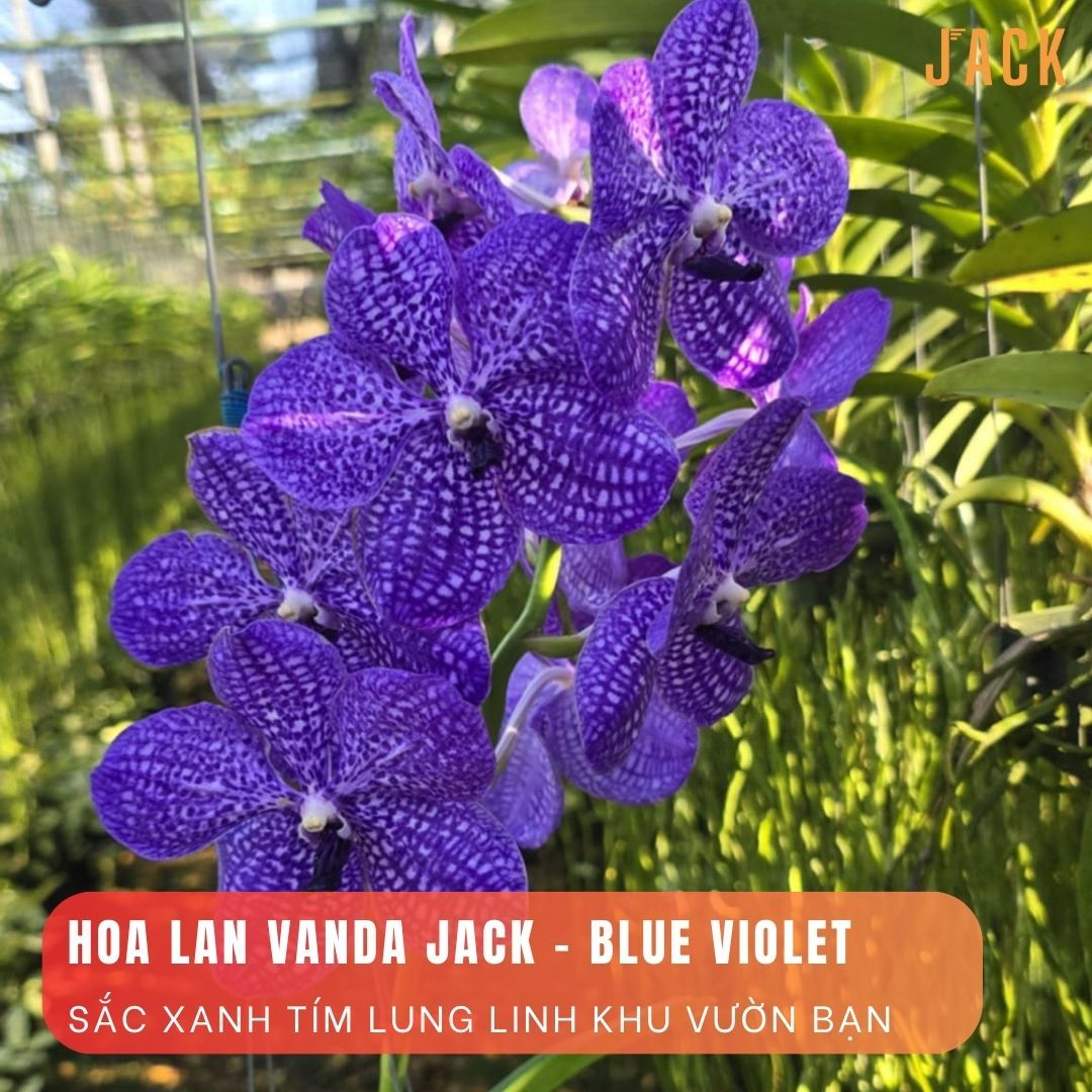 Lan Vanda Jack - Tím Blue Violet