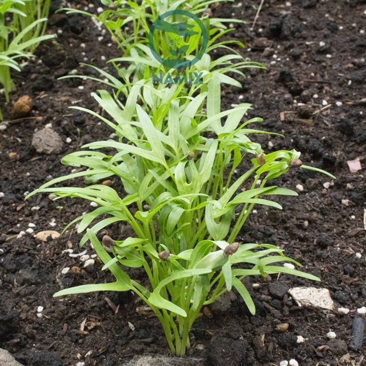 Giá Thể Đá Perlite Trân Châu - Namix Size 3 – 6mm