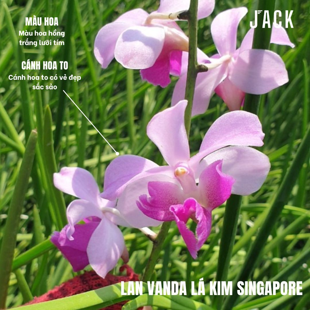 Lan Vanda Lá Kim Singapore