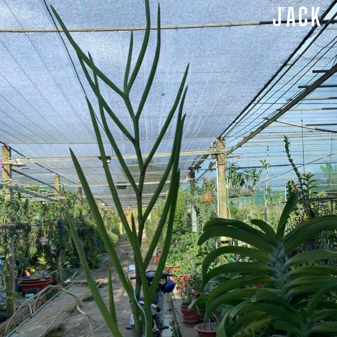 Lan Vanda Lá Kim Singapore