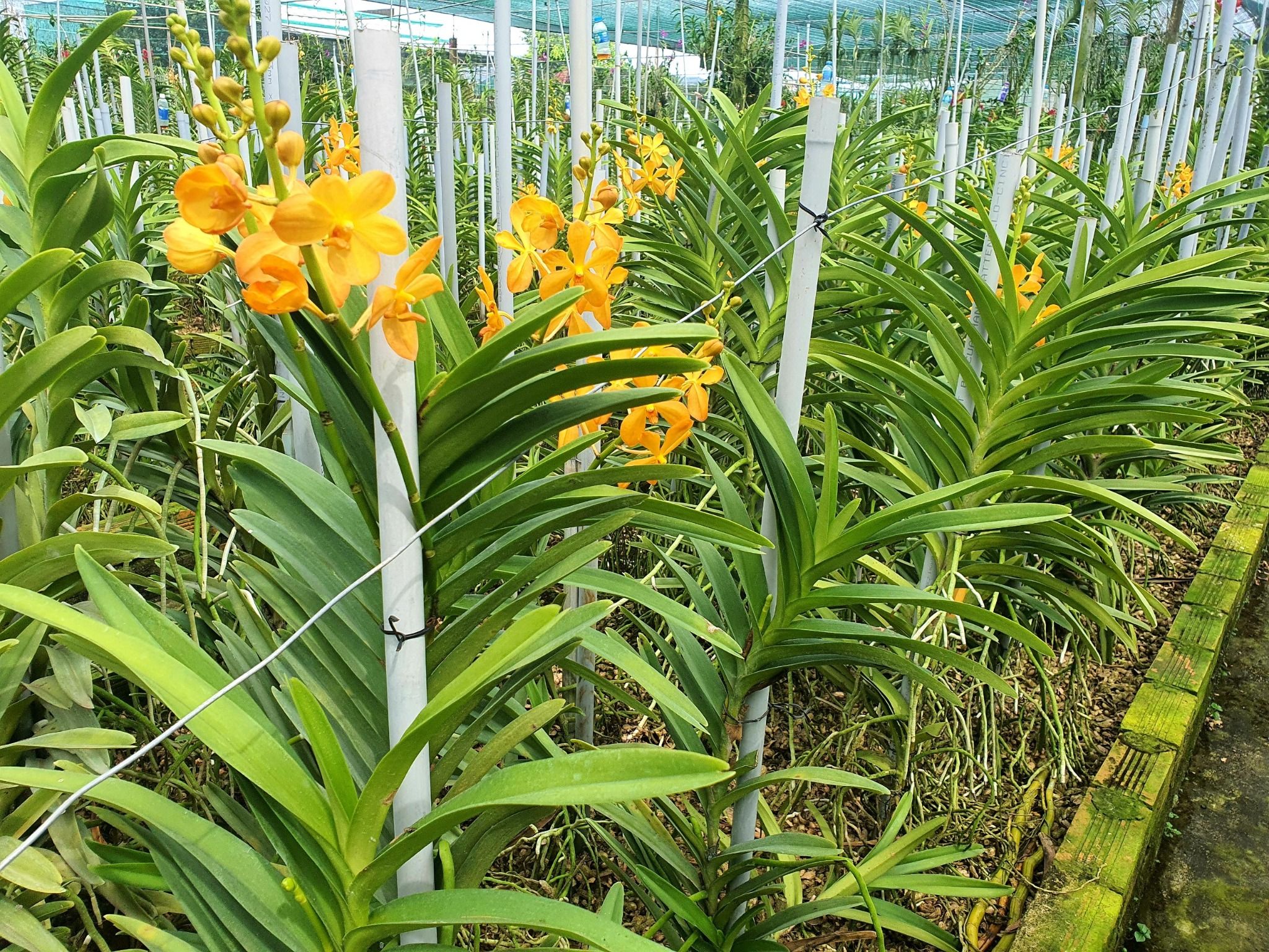 Vỏ đậu phộng bịch 1KG - Giá thể trồng lan cực tốt