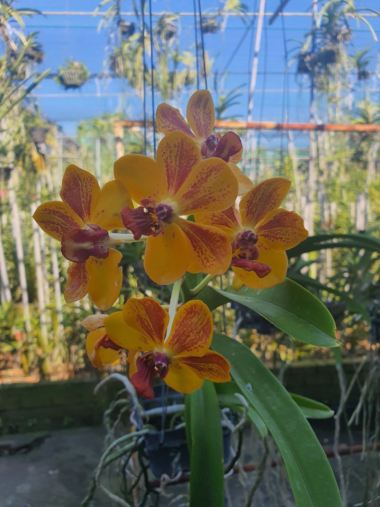 Asco Vàng - Vanda Lai Ngọc Điểm Thơm