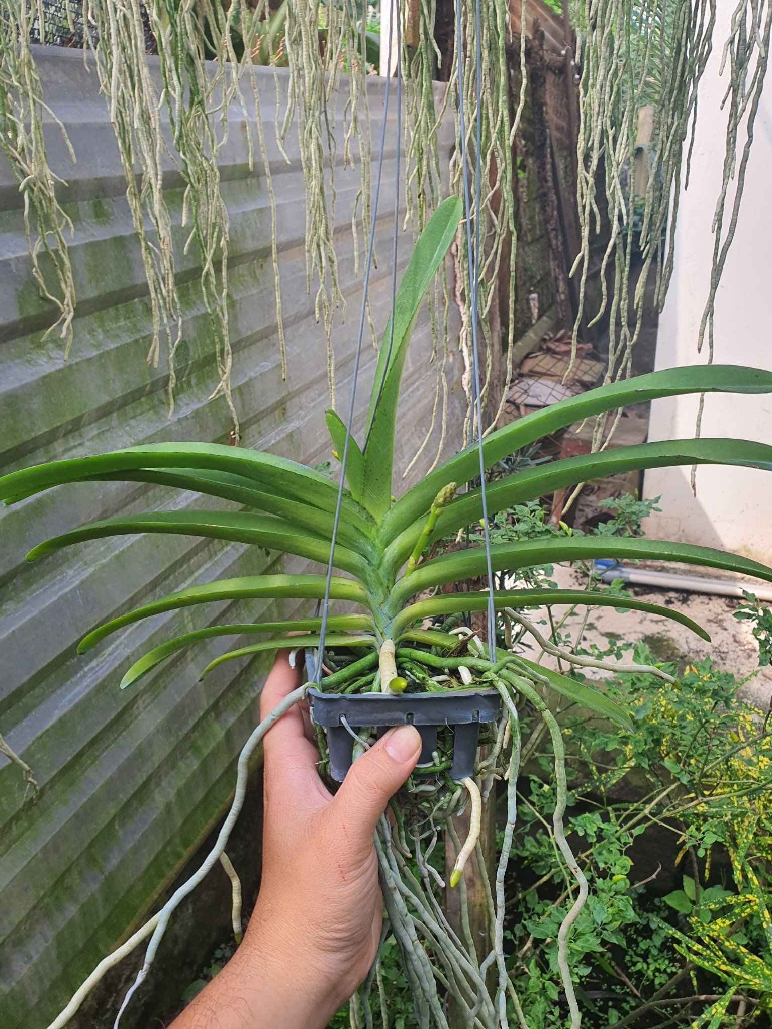 Asco Vàng - Vanda Lai Ngọc Điểm Thơm