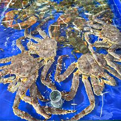 king crab do cua ho 224 ng de