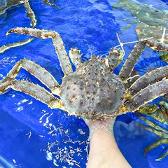 king crab do cua ho 224 ng de