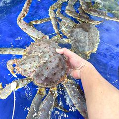 king crab do cua ho 224 ng de