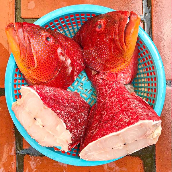  Cá Mú Đỏ Én Lý Sơn 