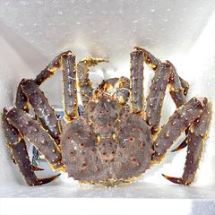 king crab do cua ho 224 ng de