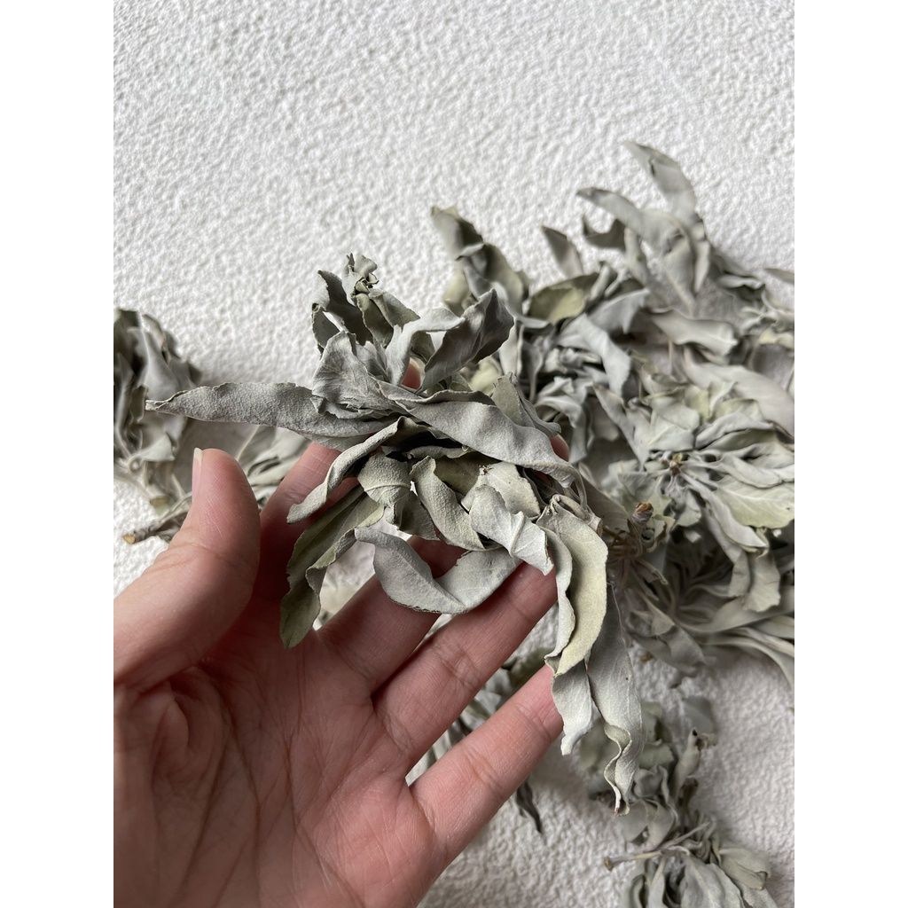 Lá xô thơm trắng (white sage) thanh tẩy không gian, xông nhà, phong thủy, bài tarot, reiki, healing, thiền định
