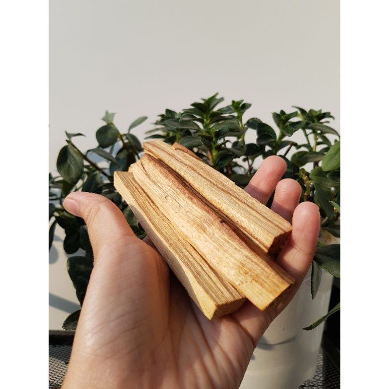 Gỗ thánh Palo Santo dùng trong thanh tẩy không gian, bài Tarot, thiền định, xông nhà