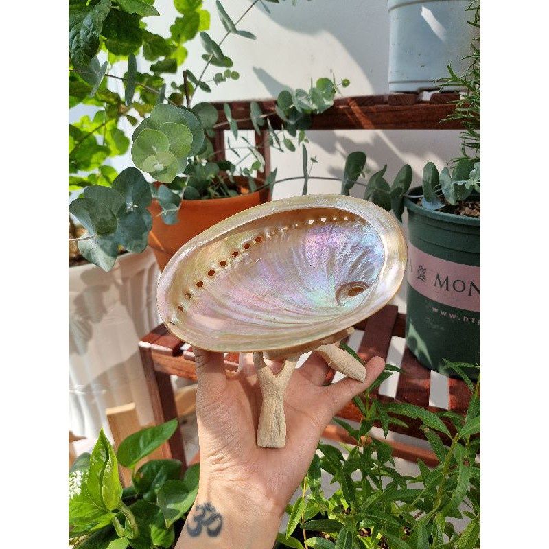 Vỏ sò / bào ngư đốt sage / xô thơm lớn kèm đế