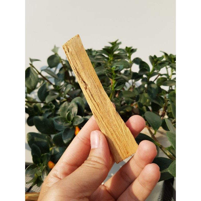 Gỗ thánh Palo Santo dùng trong thanh tẩy không gian, bài Tarot, thiền định, xông nhà