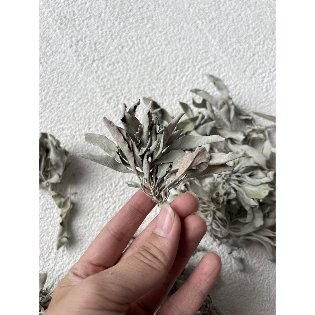 Lá xô thơm trắng (white sage) thanh tẩy không gian, xông nhà, phong thủy, bài tarot, reiki, healing, thiền định