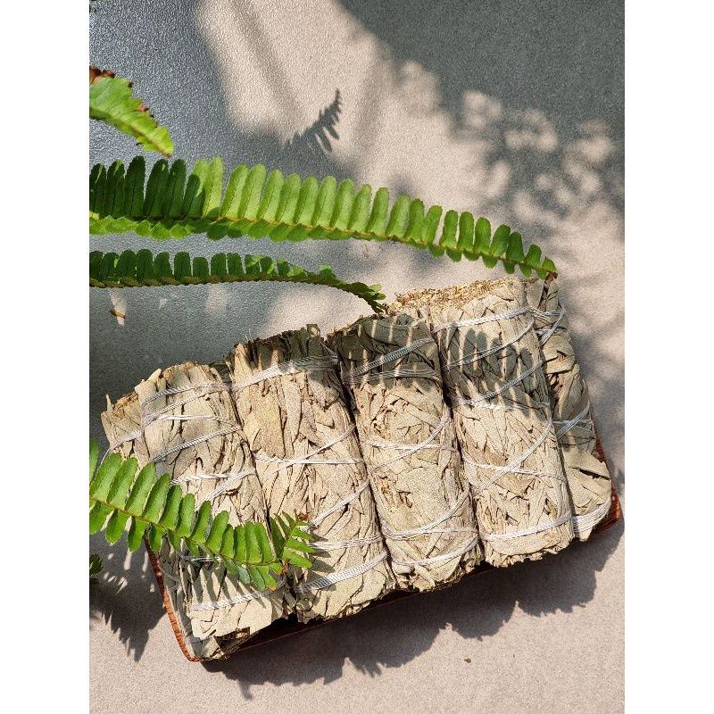 Xô thơm trắng (White Sage) thanh tẩy không gian, xông nhà, dùng trong phong thủy, bài Tarot, Reiki, healing, thiền định