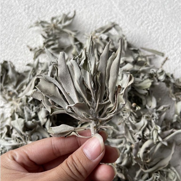 Lá xô thơm trắng (white sage) thanh tẩy không gian, xông nhà, phong thủy, bài tarot, reiki, healing, thiền định
