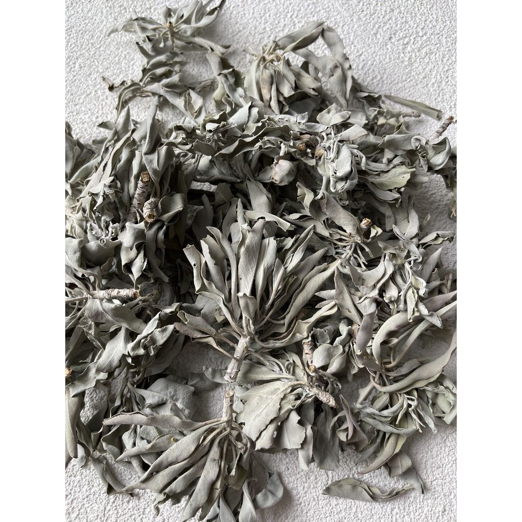Lá xô thơm trắng (white sage) thanh tẩy không gian, xông nhà, phong thủy, bài tarot, reiki, healing, thiền định