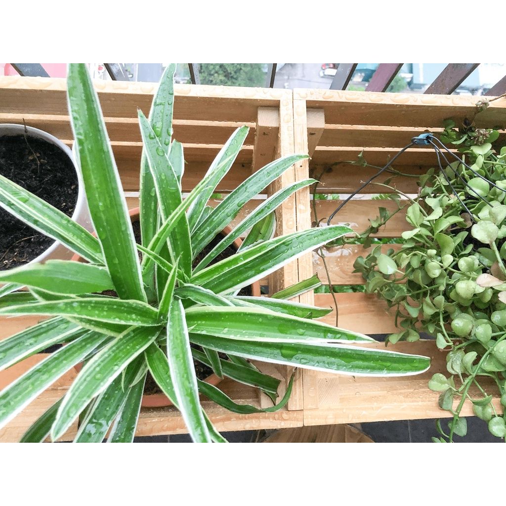 Kệ đựng cây cảnh ngoài trời gỗ thông tự nhiên FEGO decor, trang trí ban công