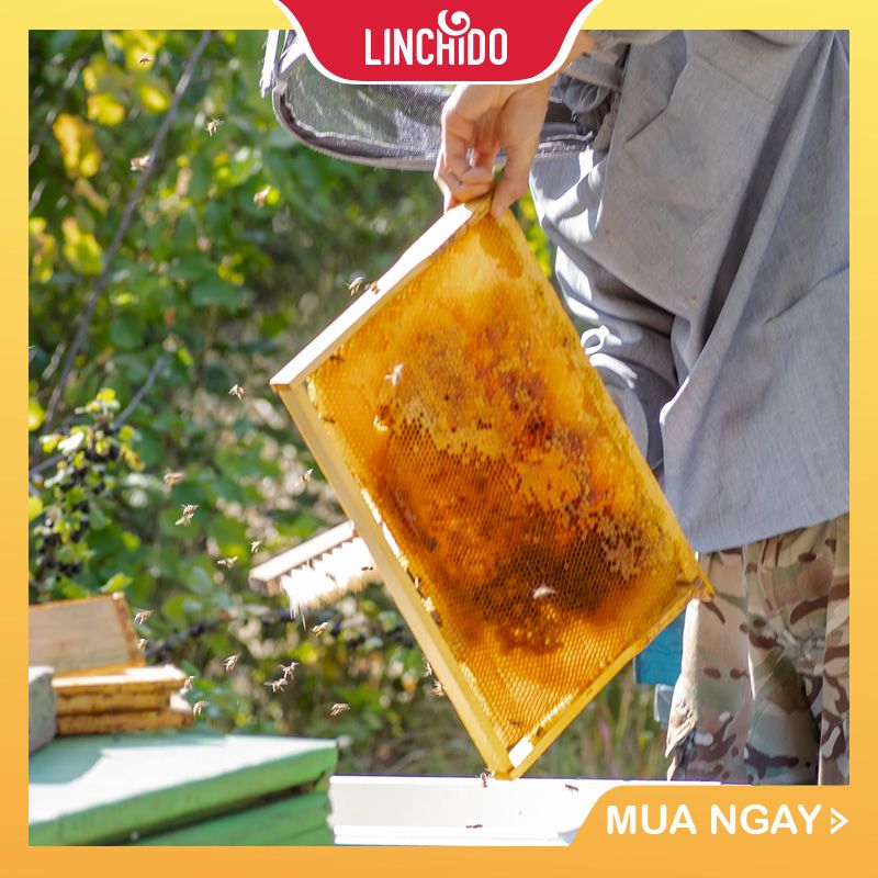 MẬT ONG PHƯỚC HỶ- Hoa Rừng Nguyên Chất Tây Nguyên – CHAI 100 ML