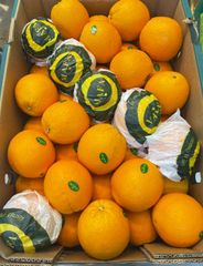 Egyptian Cara Oranges