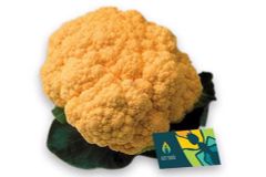 Organic Cauliflower (Orange, Purple, Green)