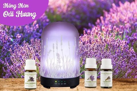 Tinh Dầu Hữu Cơ Oải Hương Tươi - Eco True Lavender Essential Oil - tinh dầu xông nhà, tinh dầu thơm nhà
