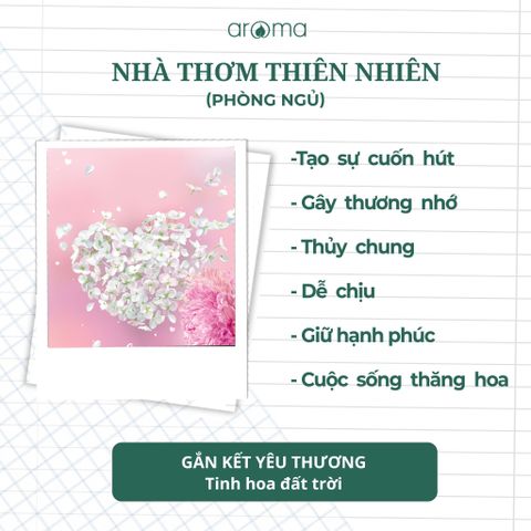 Tinh Dầu Thiên Nhiên Thông Xanh - Pine Essential Oil - tinh dầu xông nhà, tinh dầu thơm nhà