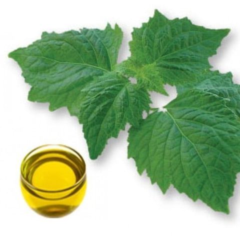 Tinh dầu Hoắc Hương - Bán sỹ sản xuất Aromatherapy - Patchouli Essential Oil, tinh dầu xông nhà, tinh dầu thơm nhà