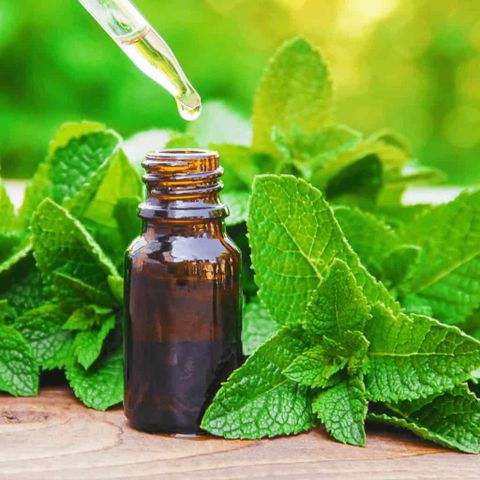 Tinh Dầu Hữu Cơ Bạc Hà Pháp - Eco Peppermint Essential Oil - Tinh dầu bạc hà, tinh dầu xông nhà, tinh dầu thơm nhà