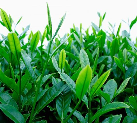 Tinh hương tự nhiên Trà xanh Green Tea