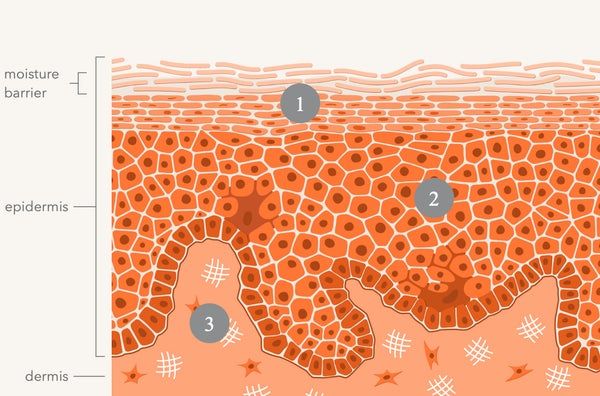 Serum Chống Lão Hoá Mắt Retinol Ferulic Triple Correction Dr Dennis Gross