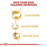  Thức Ăn Hạt Cho Chó Royal Canin Poodle Adult - Chó giống Poodle trên 12 tháng 