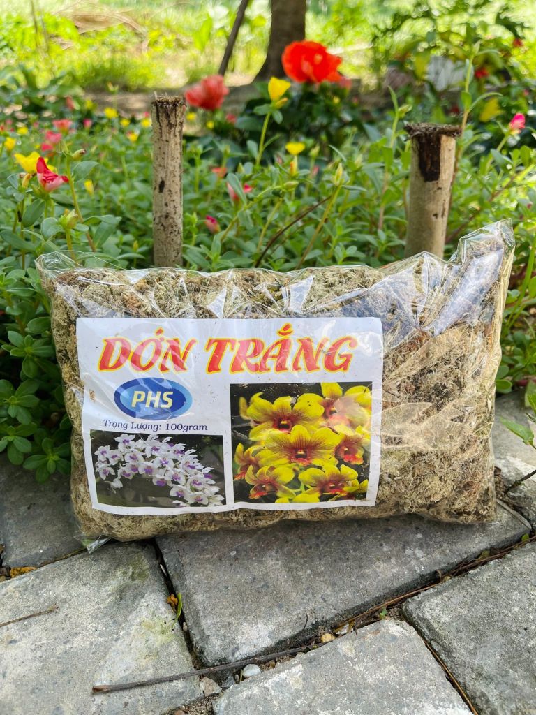 Dớn trắng trồng lan