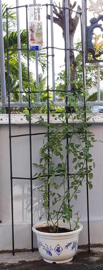 Giàn leo Daim rộng 60cm cao 180cm