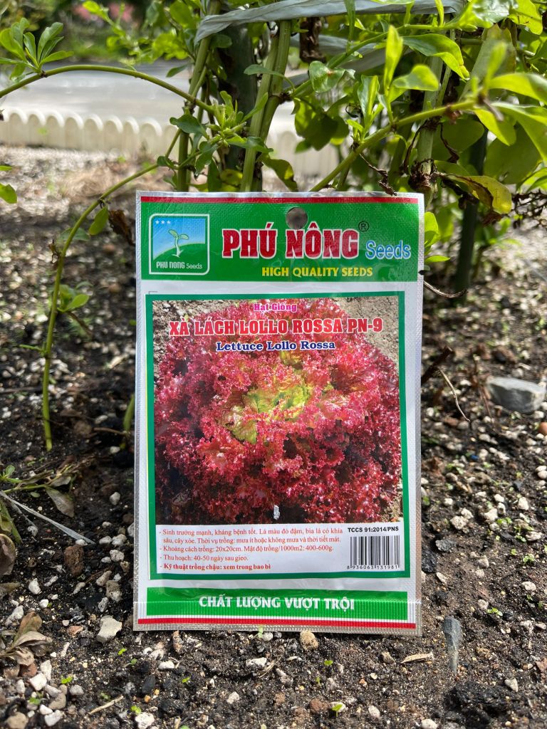 Hạt giống xà lách Lollo Rossa PN 9