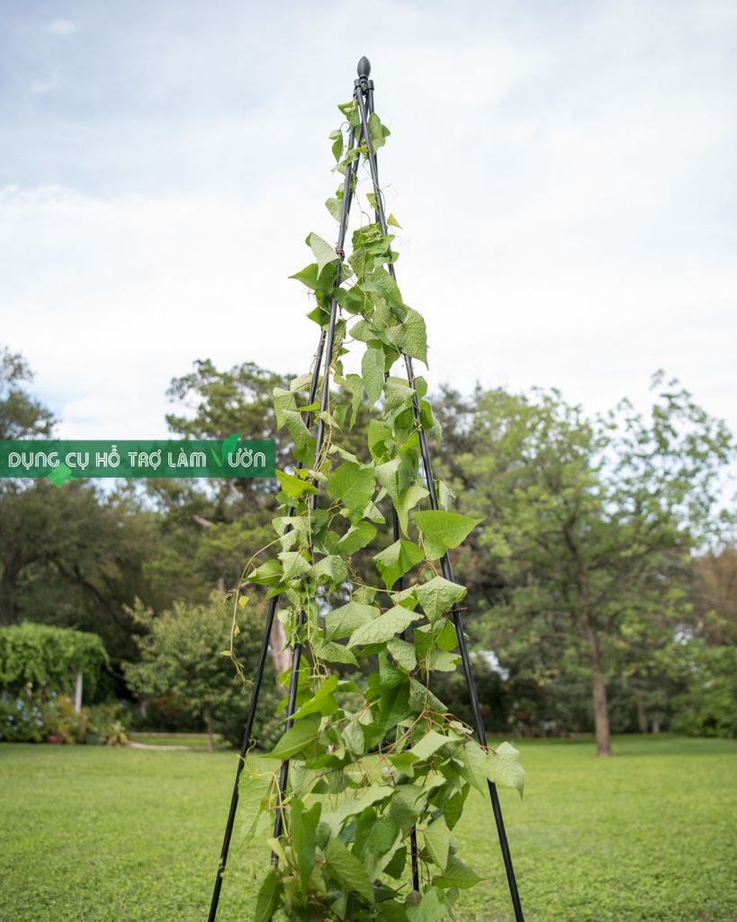 Khung trồng hoa hồng hình chóp Daim cao 180cm