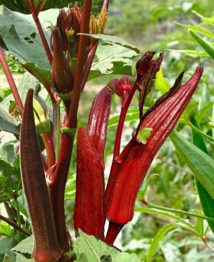 Hạt giống đậu bắp đỏ Rồng Vàng