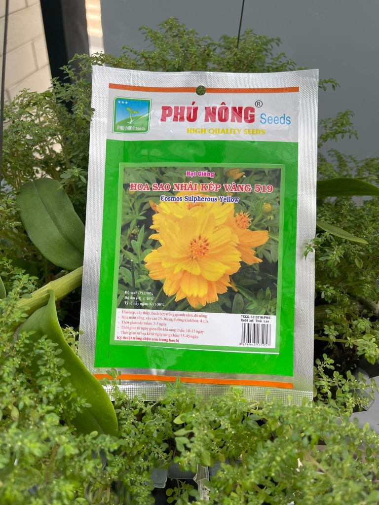 Hạt giống hoa sao nhái kép vàng 519