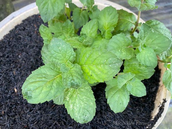  Bạc hà bưởi (Grapefruit mint) 