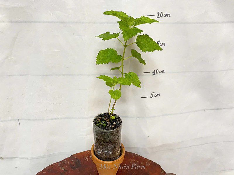 Bạc hà chanh (Lemon balm)