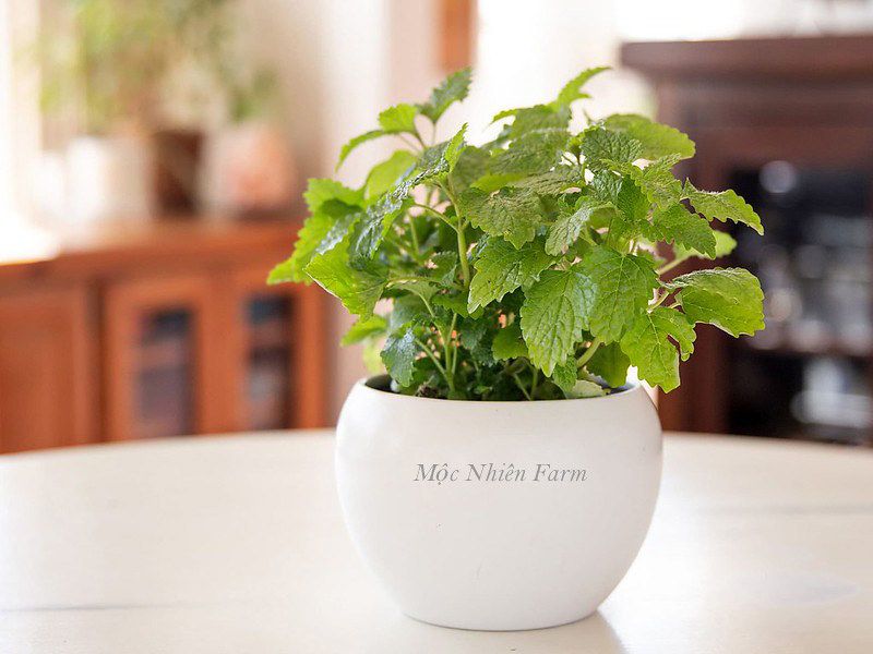 Bạc hà chanh (Lemon balm)