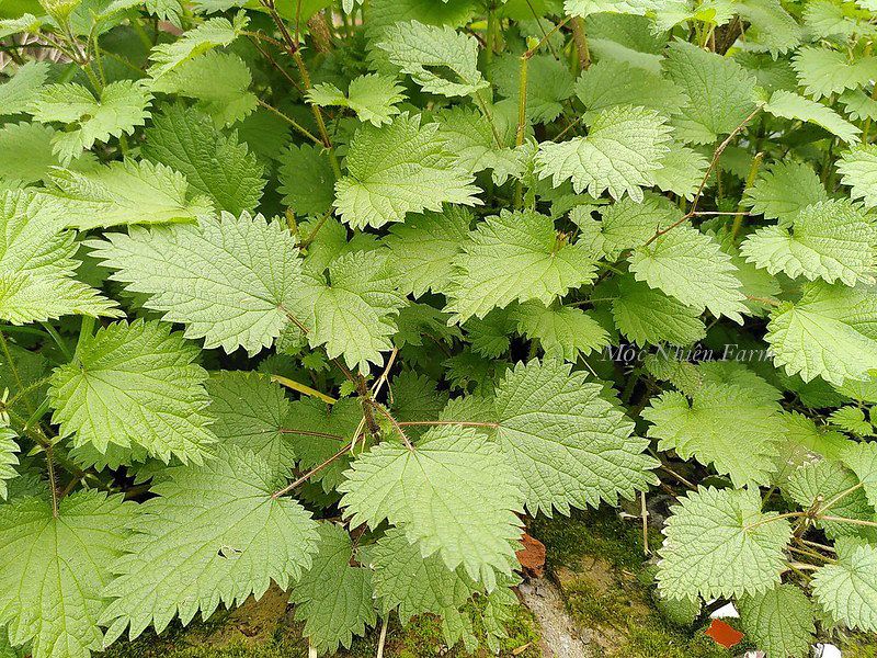 Bạc hà chanh (Lemon balm)