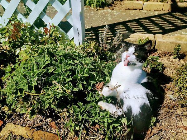  Bạc hà mèo (Catnip) 