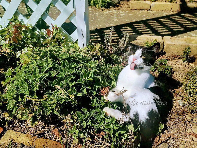 Bạc hà mèo (Catnip)