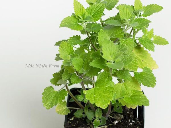  Bạc hà mèo (Catnip) 