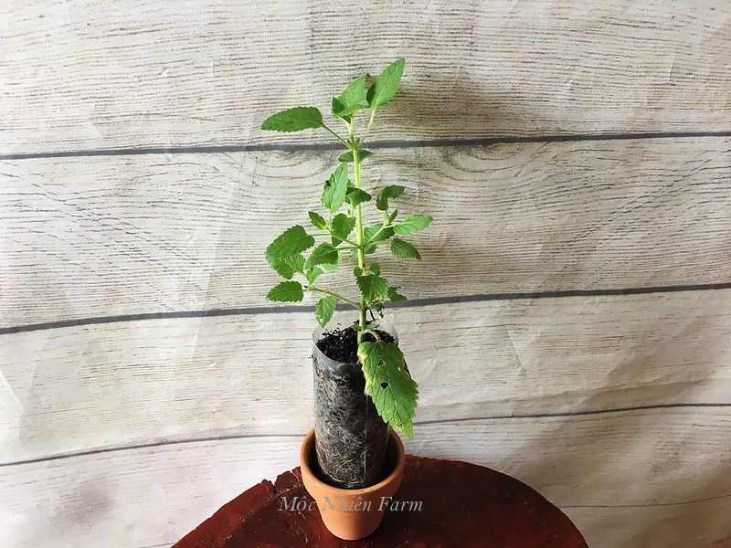 Bạc hà mèo (Catnip)