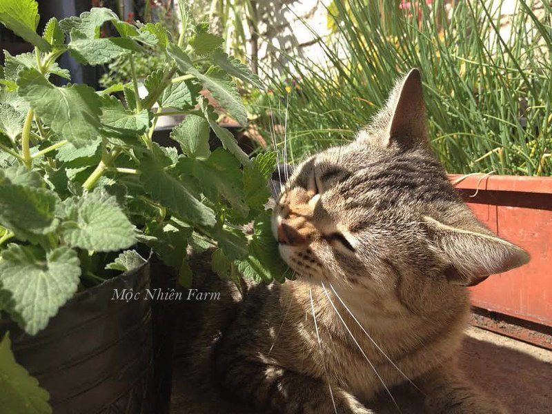 Bạc hà mèo (Catnip)